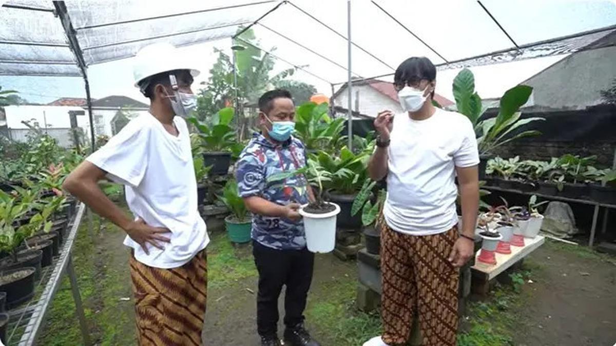 6 Potret Kebun di Rumah Narji, Eks Komedian yang Kini Jadi Juragan Pertanian