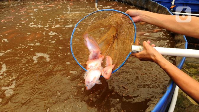 Berita Ikan Nila Biflok Hari Ini Kabar Terbaru Terkini Liputan6 Com