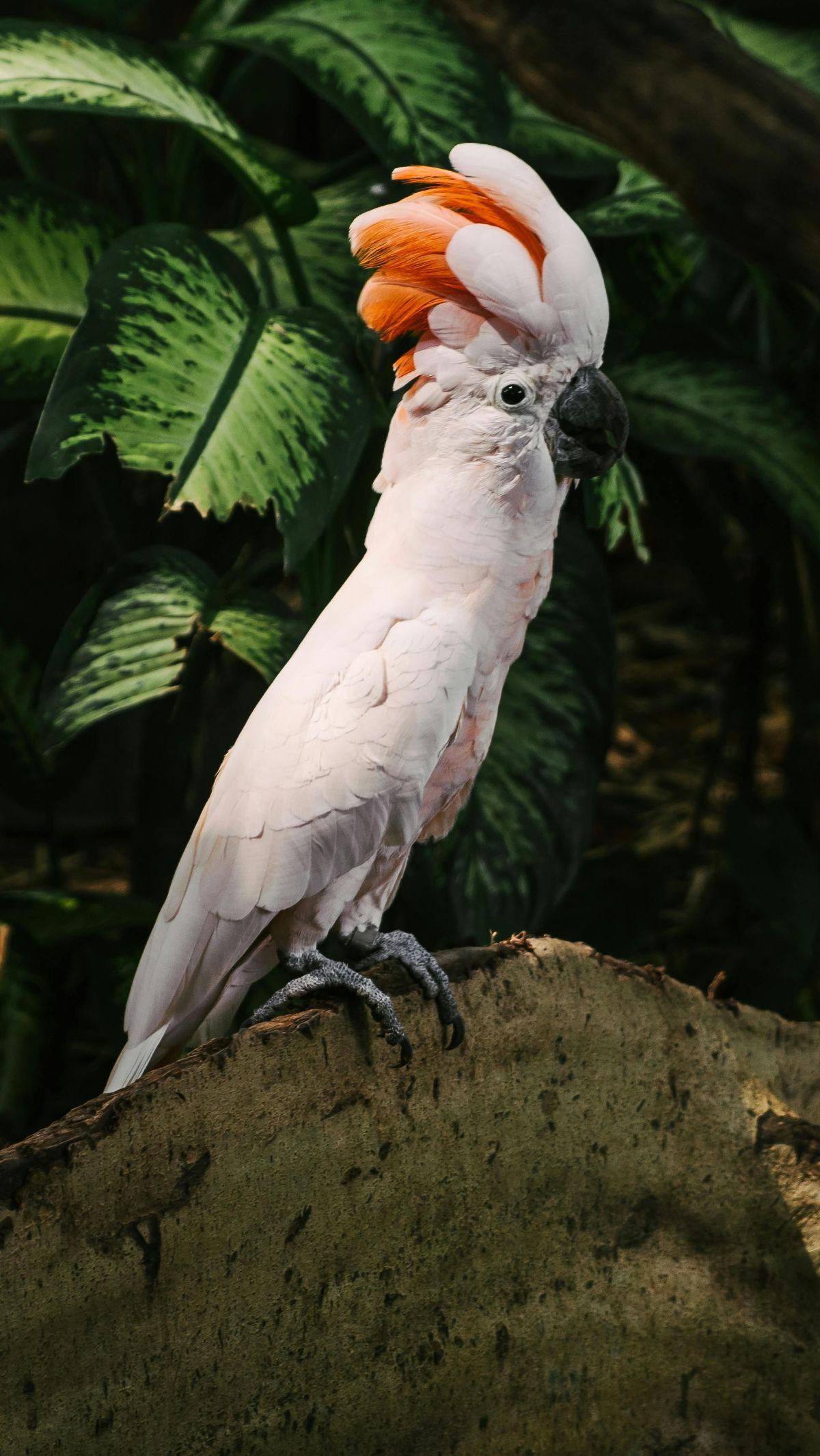 <b>Kakatua Maluku</b>