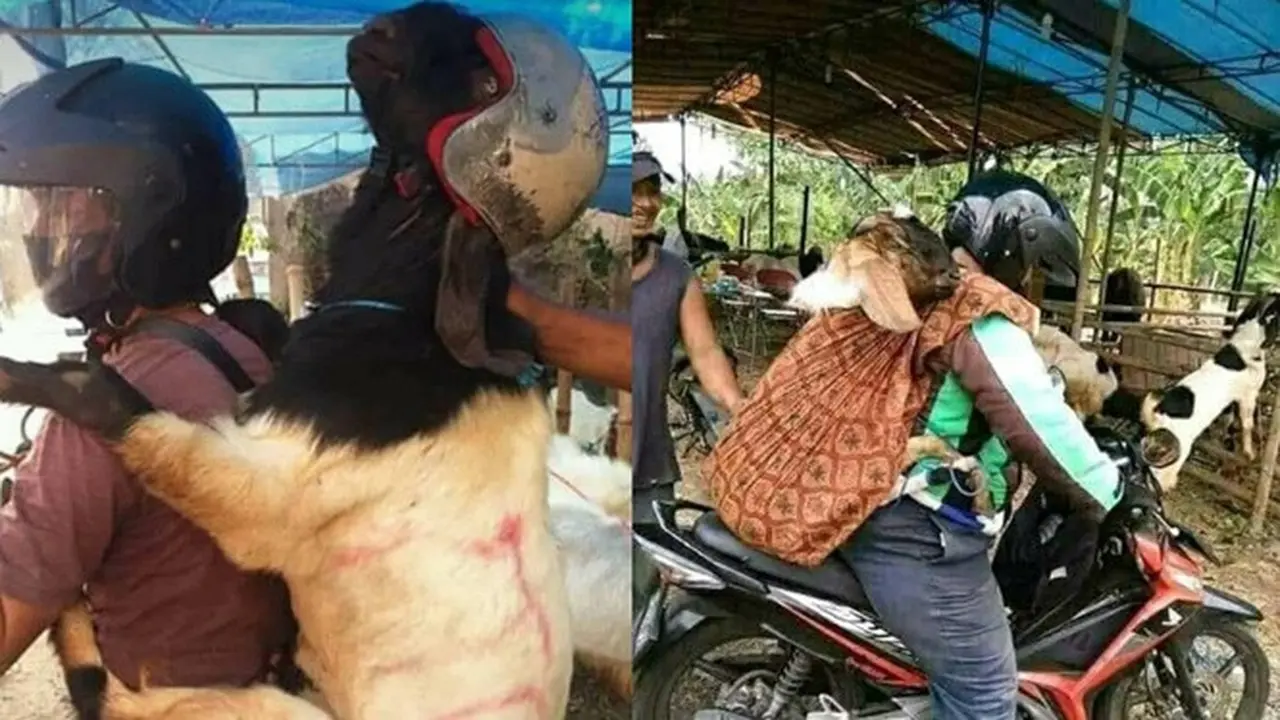 6 Potret Kocak Pengendara Motor Bawa Hewan Kurban Ini Bikin Geleng Kepala