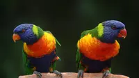 10 Burung Ini Miliki Kicauan Paling Keras, Beberapa Jenisnya Hidup di Indonesia