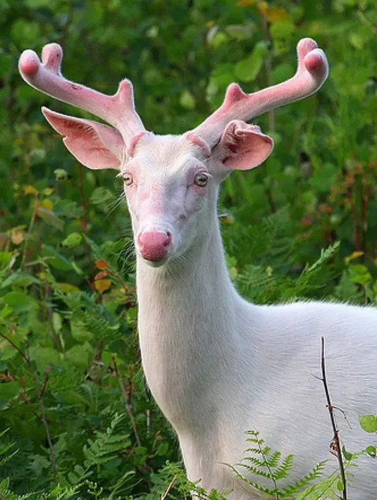 Rusa Albino sangat langka di alam liar. Hewan ini di katakan sebagai hewan hantu, dimana para pecinta rusa mempercayai bahwa hewan albino ini memiliki kemampuan sihir untuk menghilang di kegelapan malam. (www.pinterest.com)