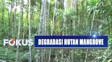 Rencana pemindahan ibu kota, pemerhati lingkungan khawatirkan ada degradasi hutan mangrove di Balikpapan, Kalimantan Timur.