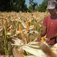 Gubernur Lampung, M Ridho Ficardo mengimbau petani beralih ke tanaman jagung sebagai respons jangka pendek akibat kejatuhan harga singkong.