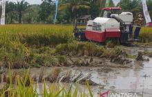 Jangan Puas! Gubernur Sumsel Ingatkan Petani Tingkatkan Produksi Padi Sumsel, Target Peringkat 5 Nasional Bisa Lebih Tinggi