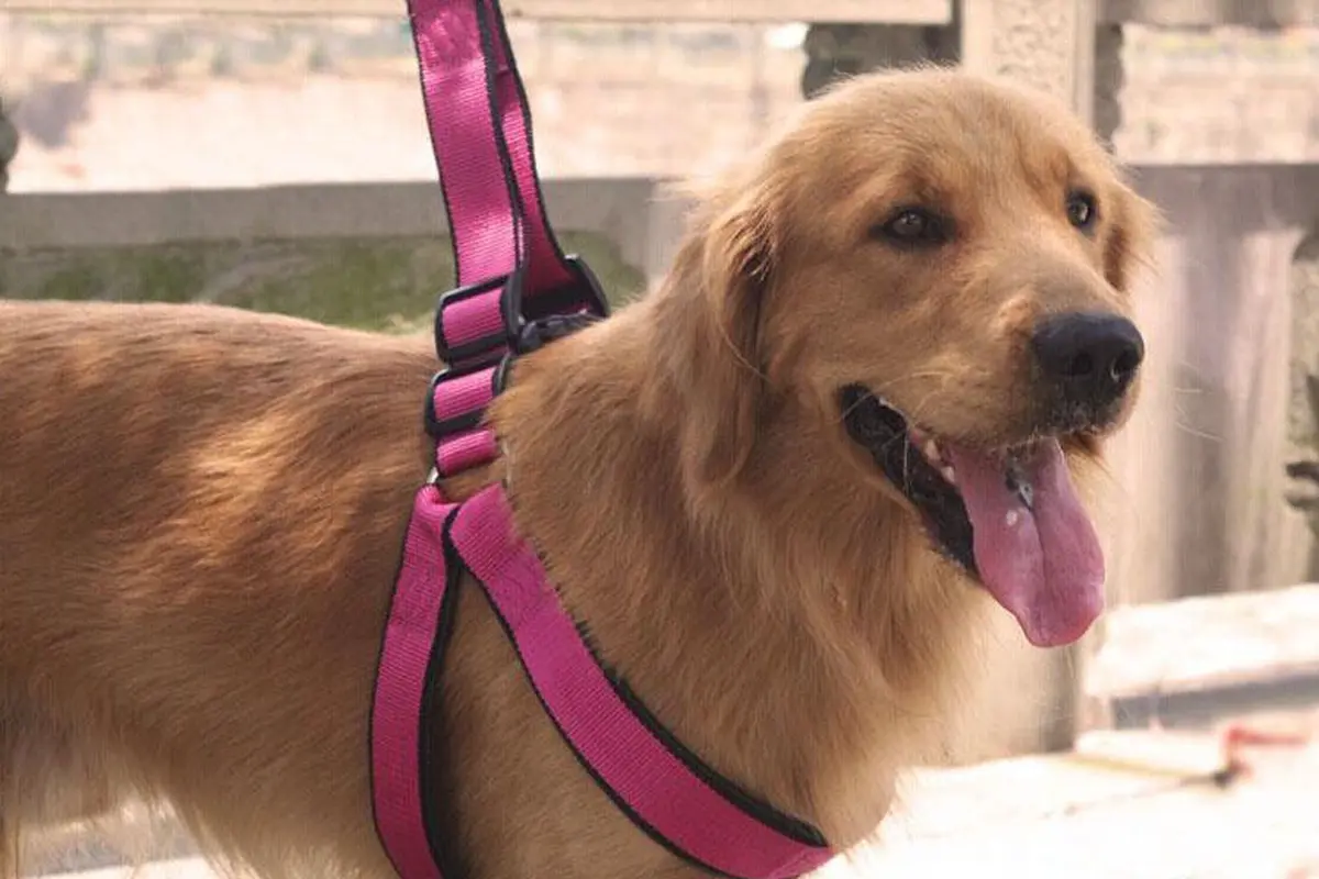 Pentingnya Tali Pegangan untuk Anjing
