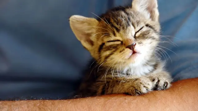 Enam Tanda bahwa Kucing Menyukaimu