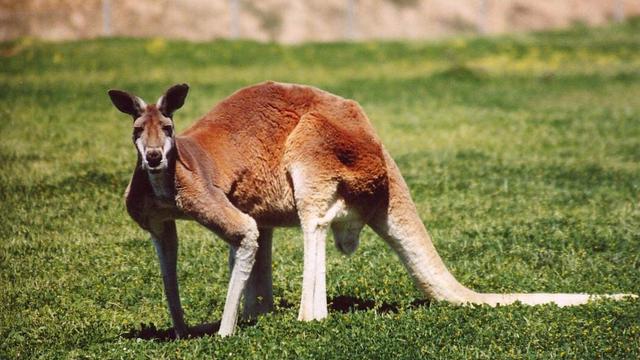 Spesies kanguru merah