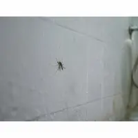 Serangga yang Muncul karena Kamar Mandi Terlalu Lembap/AI Generated