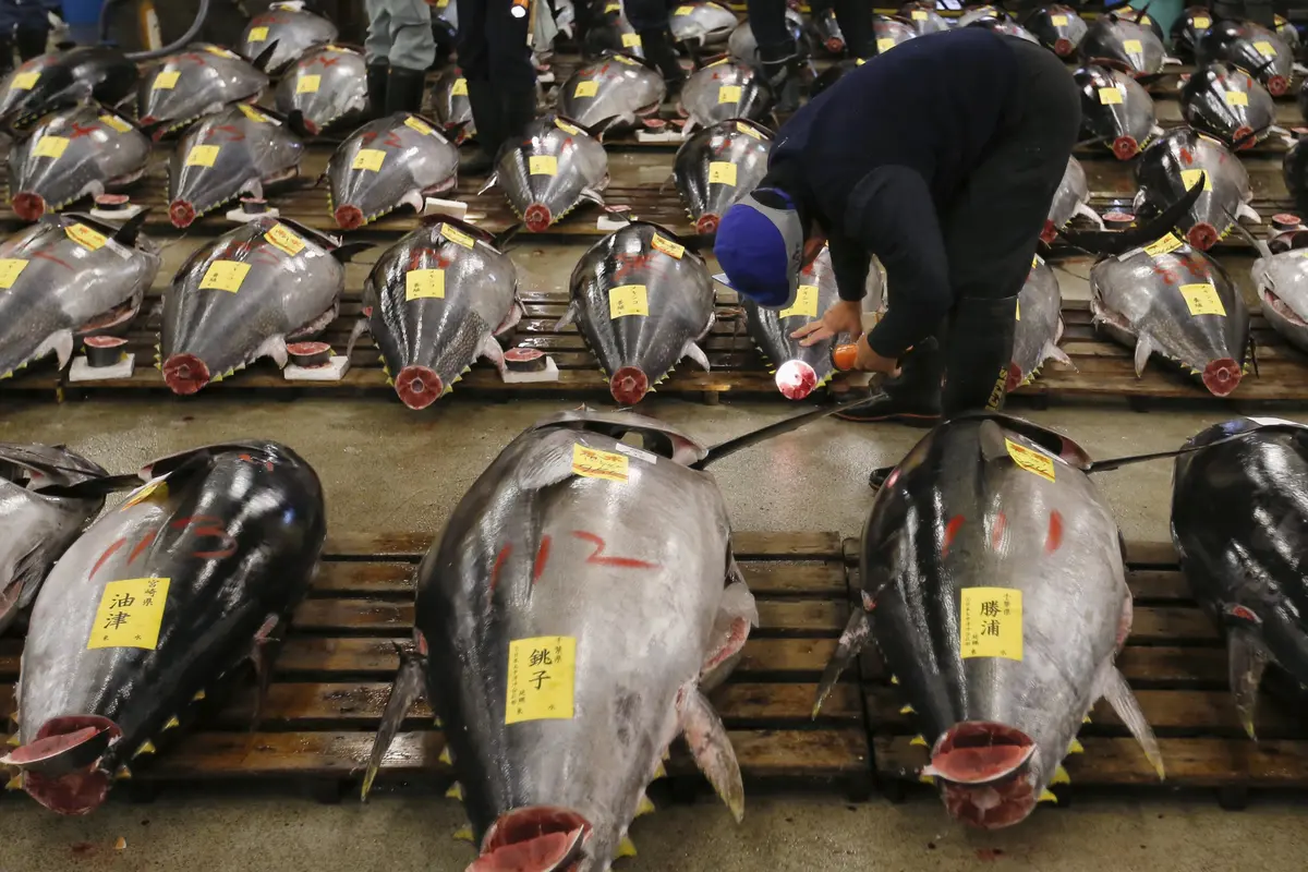 20160105-Tuna-Sirip-Biru-Jepang-Reuters