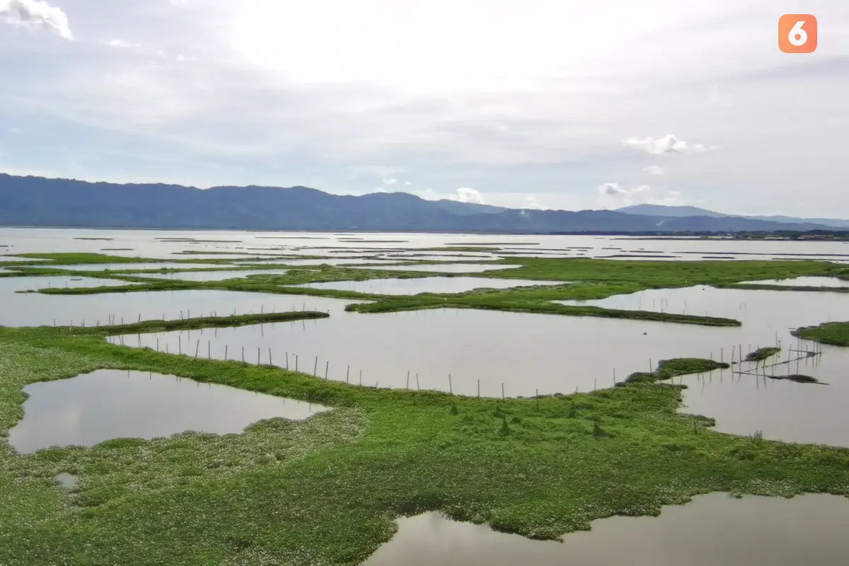 Danau Limboto, Gorontalo yang kini tertutup oleh tanaman air Eceng Gondok. Foto:Sarjan Mongabay (Arfandi/Liputan6.com)