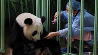 Seorang penjaga China mengambil seekor anak panda yang baru dilahirkan panda betina Huan Huan di Beauval Zoo, Saint-Aignan-sur-Cher, Prancis, 1 Agustus 2021. Huan Huan yang berarti "Bahagia" dalam bahasa China adalah panda betina yang dipinjamkan China ke ZooParc de Beauval. (Guillaume SOUVANT/AFP)