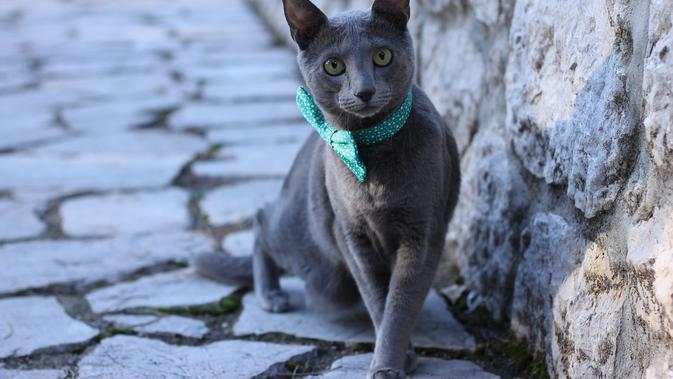 Kucing Russian Blue  (sumber: Pixabay)