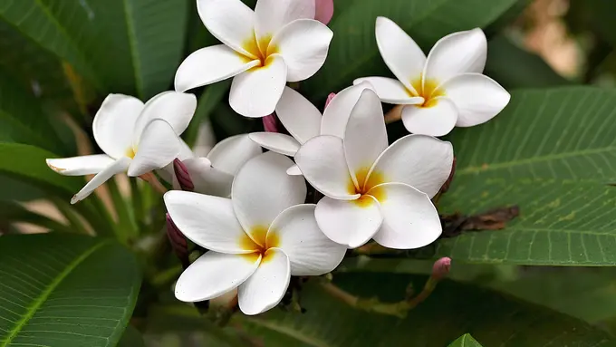 Skincare dari bunga kamboja dan kembang sepatu