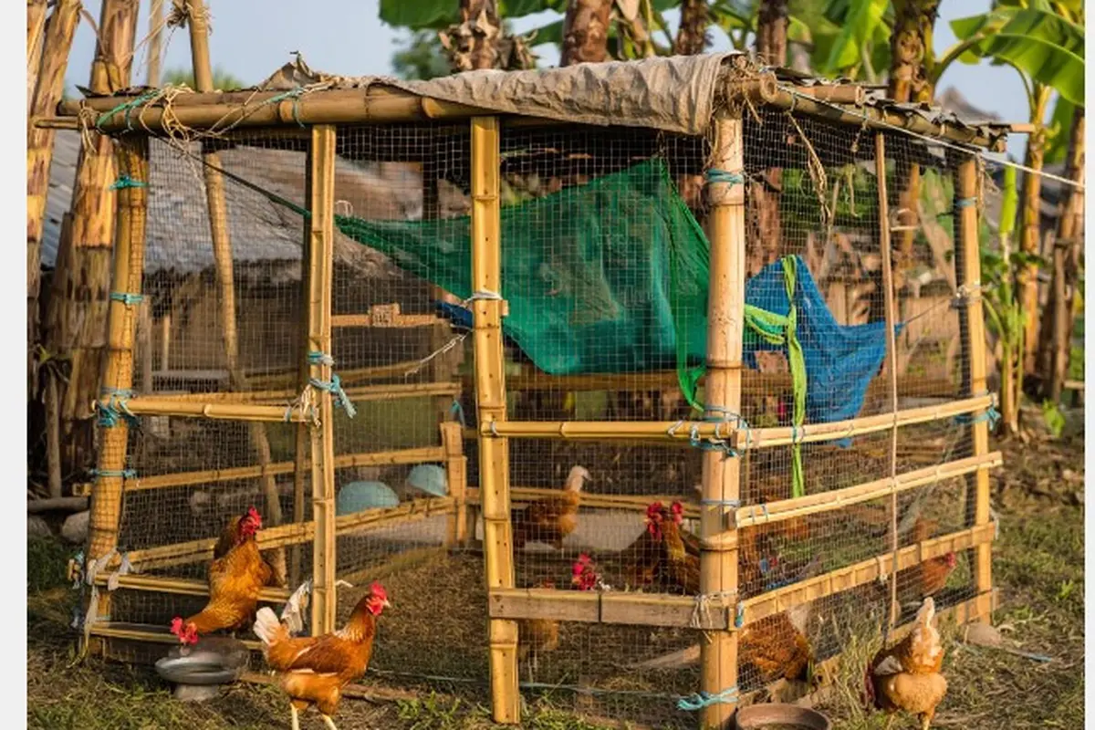 Desain Kandang Ayam dari Barang Bekas Kreatif dan Low Budget
