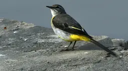 Sebuah wagtail abu-abu digambarkan di Danau Taudaha di pinggiran Kathmandu (18/1/2021). Sekitar 40 spesies burung telah tercatat, 17 diantaranya adalah penghuni, 2 adalah migran musim panas dan sisanya adalah migran musim dingin. (AFP/Prakashh Mathema)