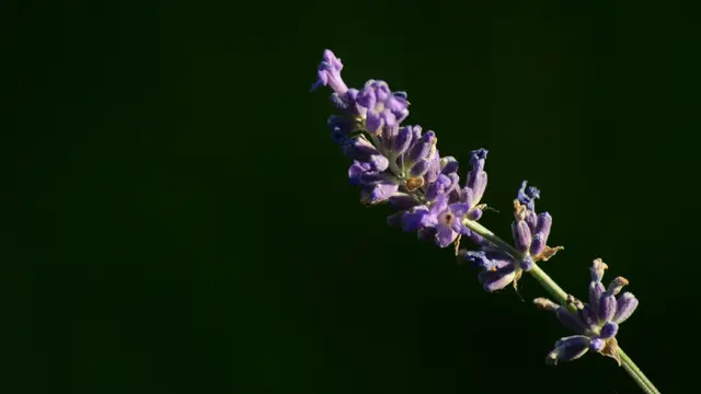 Tanaman-tanaman Ini akan Mencegah adanya Lalat Masuk ke Dapur Anda
