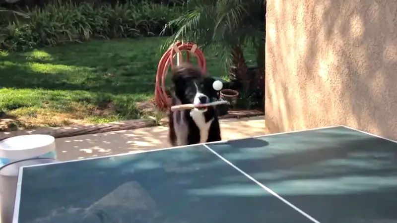 Anjing Pemain Ping Pong (STOK MINGGU)
