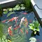 Cara Membuat Kolam Mini Estetik dengan Modal Minim, 8 Langkah Praktis dari Barang Bekas