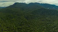 Taman Nasional Gunung Palung (Dok.Instagram/@tanagupa/https://www.instagram.com/p/B61_qbUgUfG/Komarudin)