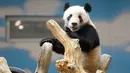 Panda raksasa bernama Qingcheng beraktivitas dalam kandangnya di sebuah kebun binatang di Anshan, Liaoning, China, Kamis (21/5/2020). Dua panda raksasa bernama A'ling dan Qingcheng akan tampil di hadapan publik usai menjalani fase adaptasi. (Xinhua/Yao Jianfeng)