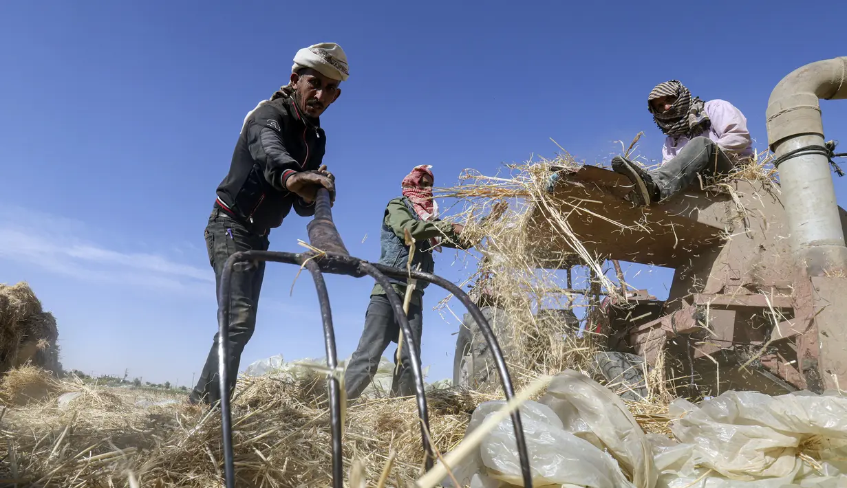 <p>Petani mengambil bagian dalam panen gandum tahunan di sebuah ladang di Rafah, Jalur Gaza, Palestina, Minggu (8/5/2022). (SAID KHATIB/AFP)</p>