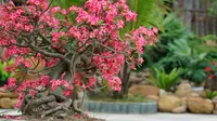 5 Model Teras dengan Pohon Mini Bunga Cantik, Rumah Estetik dan Segar