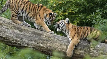 Harimau Siberia kecil Kasimir dan Kalinka bermain di batang pohon di kebun binatang di Duisburg, Jerman, Senin (25/10/2021). Anak harimau kembar lahir pada bulan Mei dan menikmati musim gugur pertama mereka di kandang dekat dengan alam di kebun binatang . (AP Photo/Martin Meissner)
