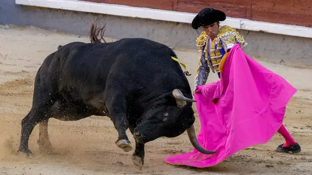 FOTO: Pertunjukan Adu Banteng di Tengah Pandemi Virus Corona COVID-19