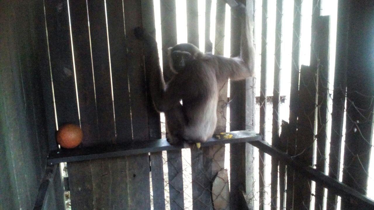 Warga Kalbar Ramai-Ramai Sukarela Serahkan Satwa Langka