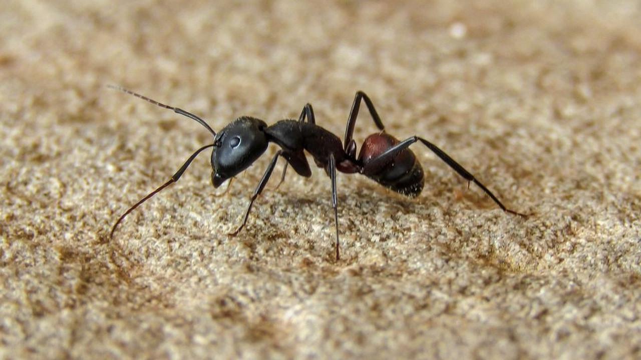 Cara Mengusir Semut Hitam
