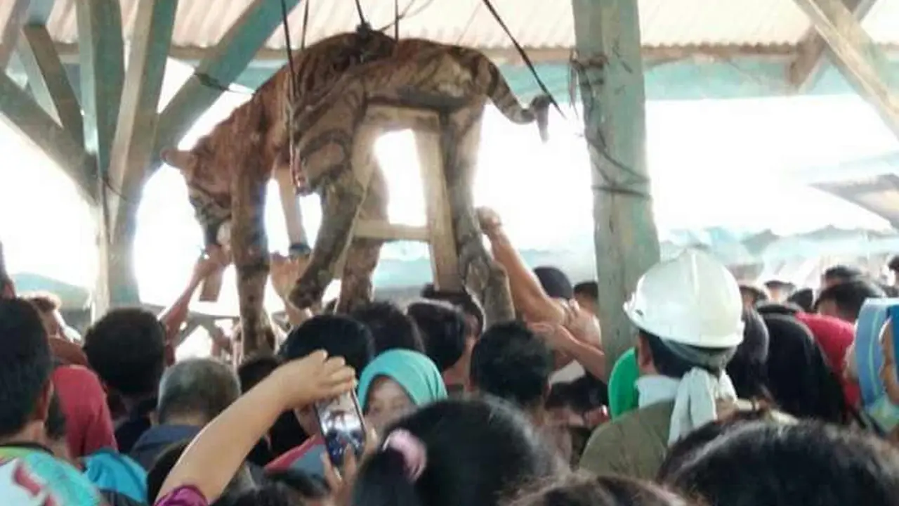 Harimau sumatera mati