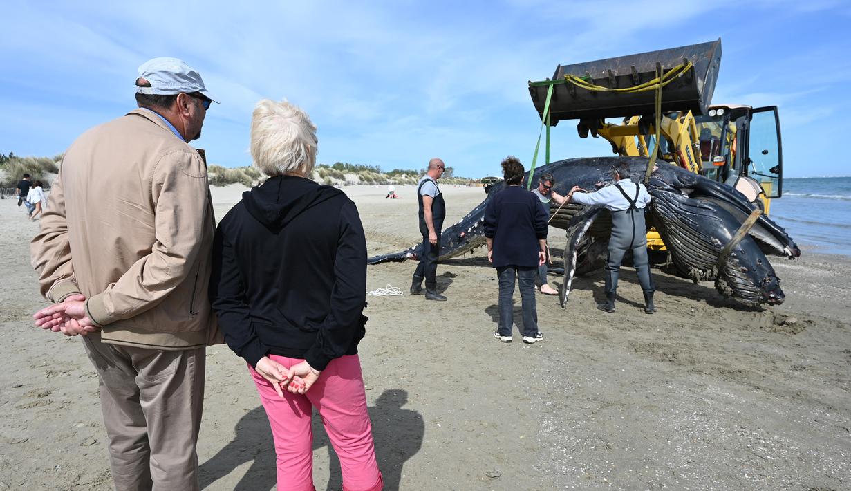 Pengunjung melihat proses evakuasi seekor paus bungkuk setelah terdampar di pantai Carnon dekat La Grande-Motte, Prancis selatan, Rabu (27/5/2021). Paus bungkuk biasanya tidak ditemukan di Laut Mediterania di mana paus sirip lebih umum. (Pascal GUYOT/AFP)