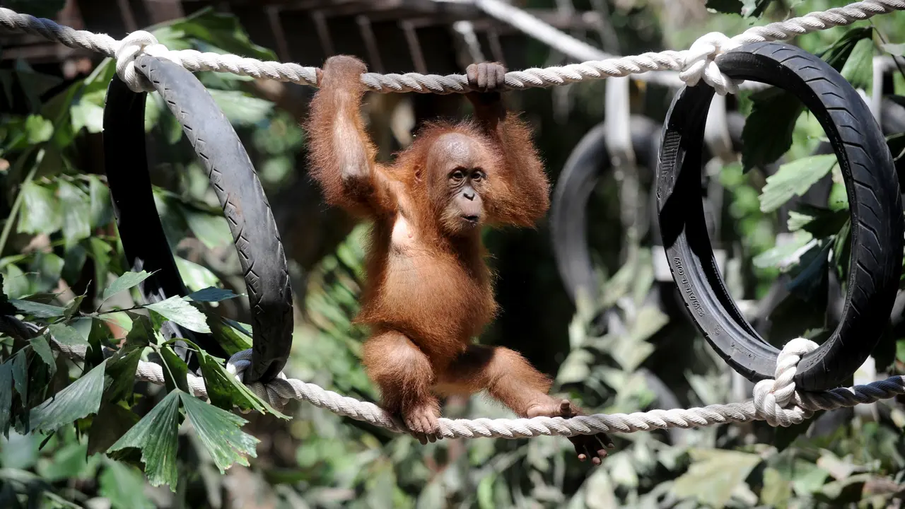 Anak Orangutan