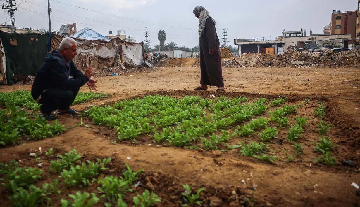 Meningkatnya beragam krisis termasuk risiko kelaparan mendorong para pengungsi memanfaatkan lahan tersisa di kamp pengungsian Bureij di Jalur Gaza tengah, salah satunya untuk pertanian. (Eyad BABA/AFP)