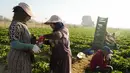 Petani Mesir menyiapkan teh saat istirahat saat mereka memanen stroberi di sebuah ladang di Toukh, di luar Kairo, Rabu (18/1/2023). Mesir telah memasuki musim panen stroberi musim dingin. (AP Photo/Amr Nabil)