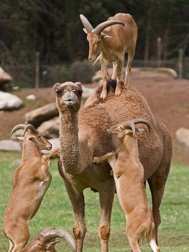 7 Potret Hewan Melakukan Aksi Tak Terduga yang Bikin Geleng Kepala