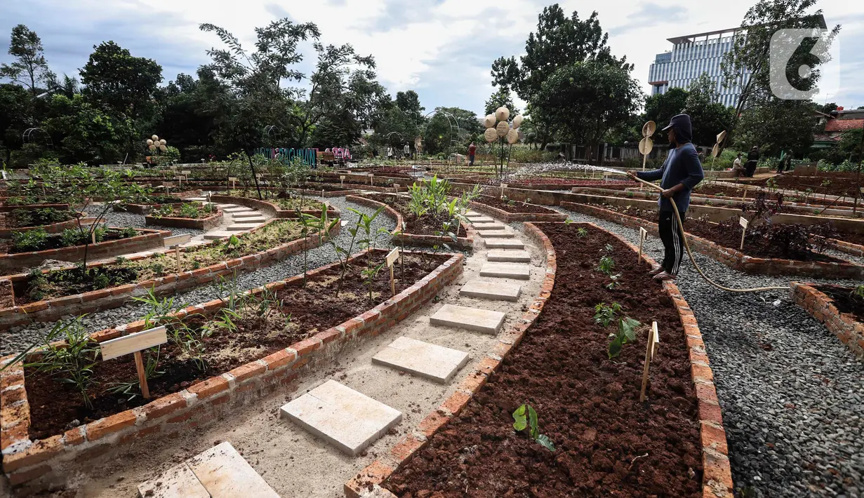 Pekerja menyiram tanaman di kawasan Agro Edukasi Wisata Ragunan, Jakarta Selatan,  Selasa (15/12/2020). Pemkot Jakarta Selatan mendirikan Agro Edukasi Wisata Ragunan sebagai tempat percontohan pertanian perkotaan untuk pusat edukasi bagi warga Ibu Kota. (Liputan6.com/Johan Tallo)
