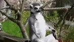 Polisi mengambil sampel urine pengemudi mobil fortuner maut hingga seekor lemur di Inggris berjemur dengan pose yoga.
