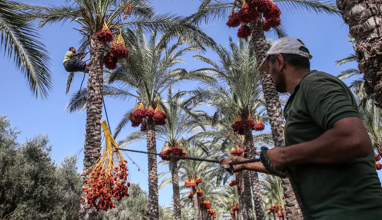 <p>Seorang petani menarik tali saat menurunkan buah kurma dari pohonnya selama panen tahunan di Deir al-Balah di Jalur Gaza tengah (24/9/2019). Warga Palestina yang tinggal di Deir al-Balah tengah sibuk dengan hasil panen kurmanya yang melimpah. (AFP Photo/Said Khatib)</p>