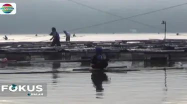 Fenomena ikan mabuk ini terjadi sejak Rabu malam yang ditandai dengan ratusan bahkan ribuan ekor ikan tampak mengambang di permukaan danau.