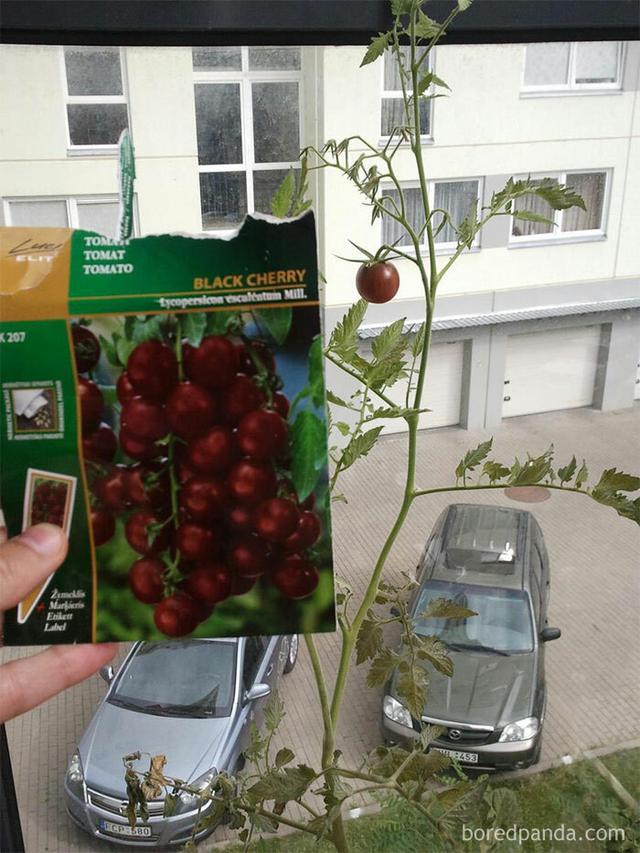 Hasil Berkebun Tak Sesuai Ekspektasi