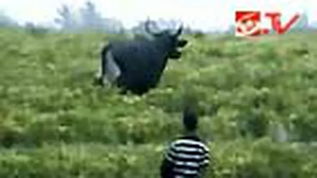 Banteng Hutan Masuk Kampung, Warga Kaget