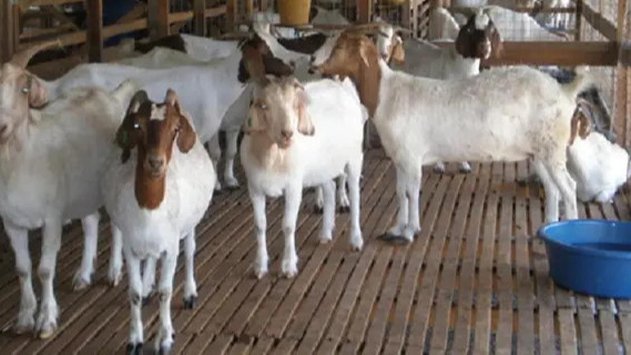 Bahaya Anak Lihat Penyembelihan Kurban dan Cara Mengenalkan Konsep Kurban Tanpa Harus Melihatnya