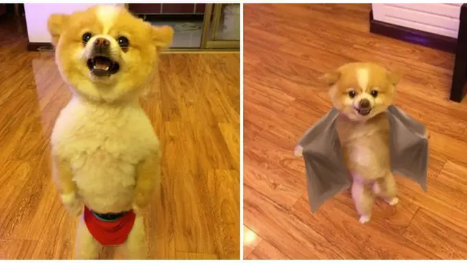 Foto : copyright en.rocketnews24.com