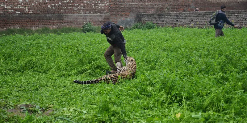 Macan Tutul Serang Warga Desa di India