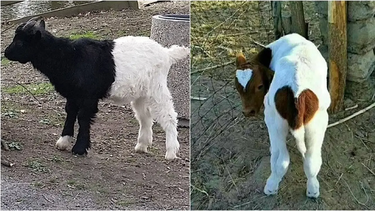 7 Potret Hewan dengan Warna Bulu Maupun Kulit yang Anti Mainstream