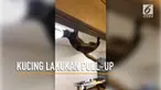 Aksi lucu seekor kucing yang sedang pull-up di kusen pintu mengundang perhatian warganet.