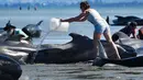 Seorang relawan menyiramkan air ke ikan paus pilot yang terdampar di Farewell Spit, Selandia Baru (11/2). Sedikitnya 400-an paus pilot terdampar di ujung dari Pulau Selatan, tepatnya di area Farewell Spit. (AFP/Marty Melville)