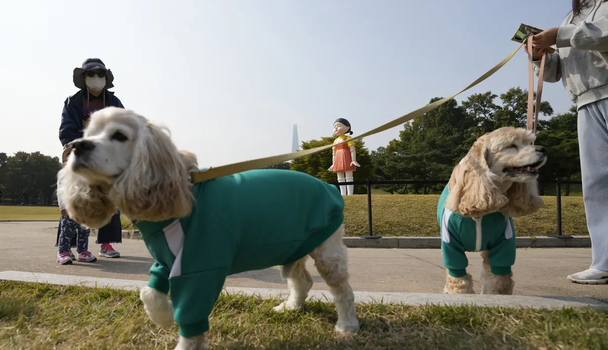 Anjing mengenakan kostum yang terinspirasi dari serial Netflix "Squid Game" berjalan dekat boneka 'Younghee' di Olympic park, Seoul, Selasa (26/10/2021). Boneka setinggi empat meter yang menjadi maskot serial Netflix itu, akan dipamerkan di taman tersebut selama tiga bulan. (AP Photo/Lee Jin-man)